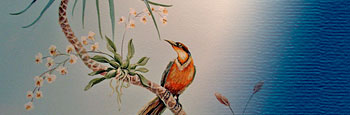 tropic bird illustration
